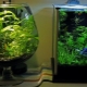Aquariums for 20 liters: size, number and choice of fish