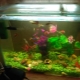 Aquariums of 30 liters: size, number of fish and their choice