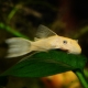 Antsistrus albino: description and content