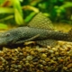 Antcistrus vulgaris: description, features of keeping and breeding