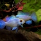 Apistogram ramirezi electric blue: maintenance, breeding and care