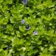 Bacopa: description of aquarium species and their contents