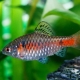 Barbus scarlet: description, care, breeding and compatibility