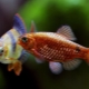 Barbus: description, types of aquarium fish and contents
