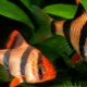 Barbus Sumatran: description, content and breeding