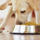What and how to feed a labrador?
