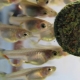 How and how to feed guppy fry?