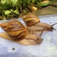 What and how to feed Achatina snails at home?