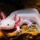 How to feed axolotl?