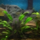 Black algae in an aquarium: why arise and how to deal with them?