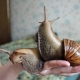 What do snails eat and how to feed them at home?