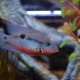 Meek cichlazoma: description, care, reproduction and compatibility