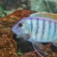 Zebra cichlid: species with description and content