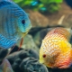 Cichlids: description, types and contents