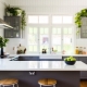 Flowers for the kitchen: purpose, variety, choice and placement