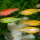 Danio glofish: what are and how to care for them?