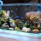 Decor for an aquarium: types and applications