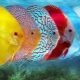 Discus: description and types of fish, keeping in the aquarium and care