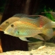 Geophagus: varieties, recommendations for keeping and breeding