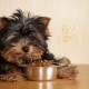 Hypoallergenic small dog breeds