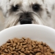 Hypoallergenic dog food: features, types and selection criteria