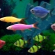 Glofish fish: luminous fluorescent aquarium inhabitants