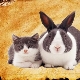 Year of the Rabbit (Cat): characteristics and compatibility