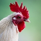 Year of the Rooster: characteristics, elements and compatibility