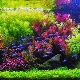 Dutch aquarium: planting scheme and care