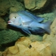 Blue dolphin: description of aquarium fish and its rules