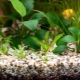 Soil for an aquarium: types, selection and application