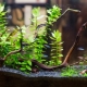 Primer for aquarium plants: types, selection and application
