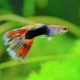 Guppies: types, care and recommendations for breeding