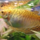 Golden gourami: what does it look like and how to care for it?