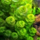 Kabomba: features of the aquarium plant, keeping and breeding