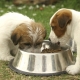 How and what to feed puppies at the age of 1 month?