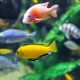 How and what is the best way to feed cichlids?