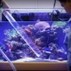 How and with what to sanitize an aquarium?