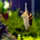 How to get rid of snails in an aquarium?
