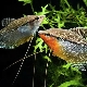 How to distinguish female gourami from male?