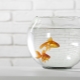 How to care for a goldfish in a round aquarium?
