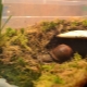 How to choose and equip a terrarium for Achatina snails?