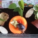 How to choose and equip a terrarium for snails?