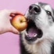 What kind of fruit can dogs be given?
