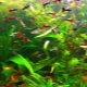 What fish get along with guppies?