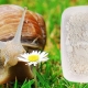 Calcium for snails: what can I give and how to cook?