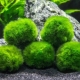 Kladofora: how to breed and how to get rid of in an aquarium?
