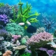 Corals for an aquarium: types and applications