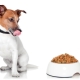 Jack Russell Terrier feed: manufacturers overview and selection criteria