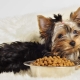 Feed for dogs of small breeds: types and selection criteria
